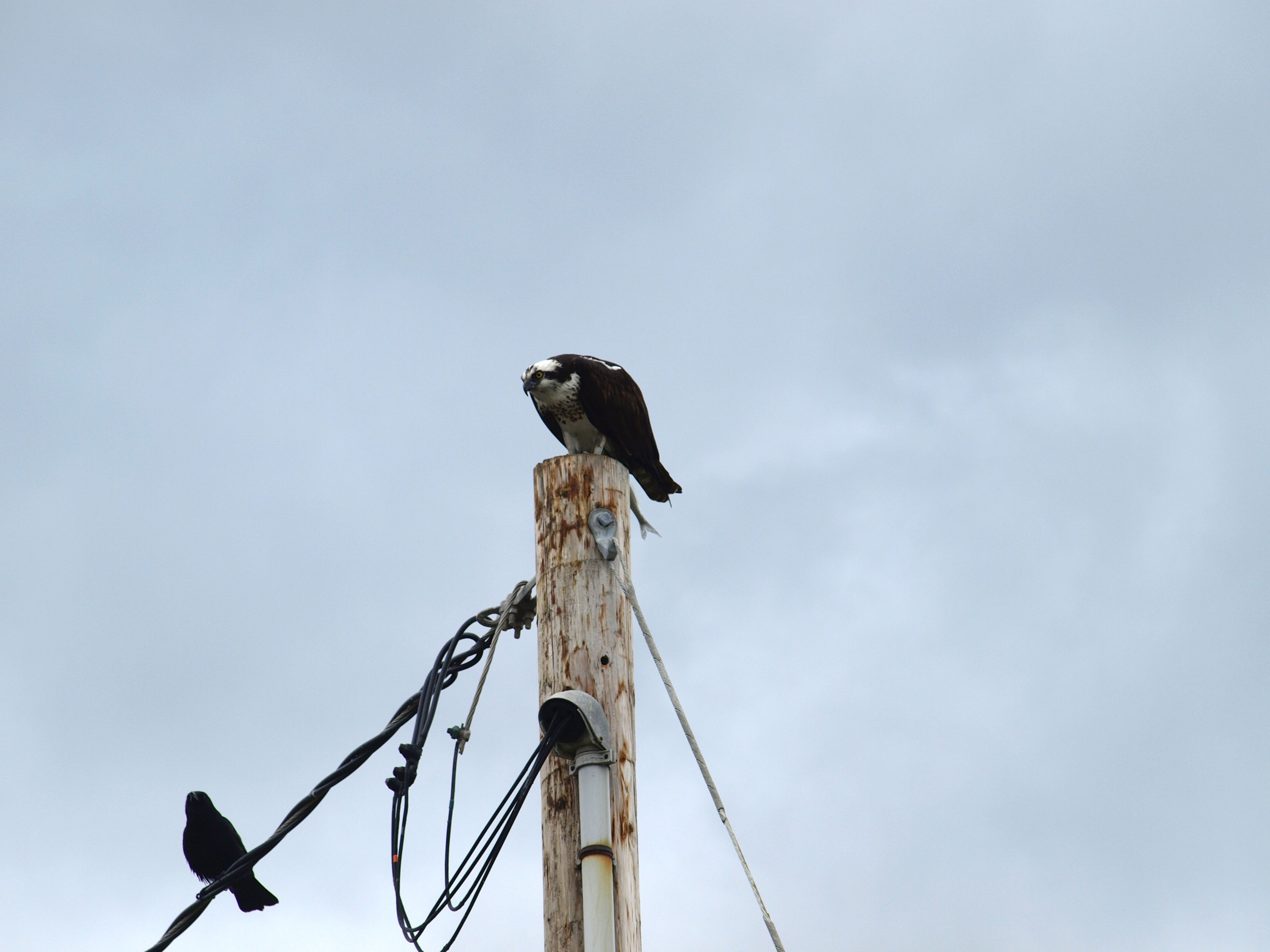 Osprey and crow