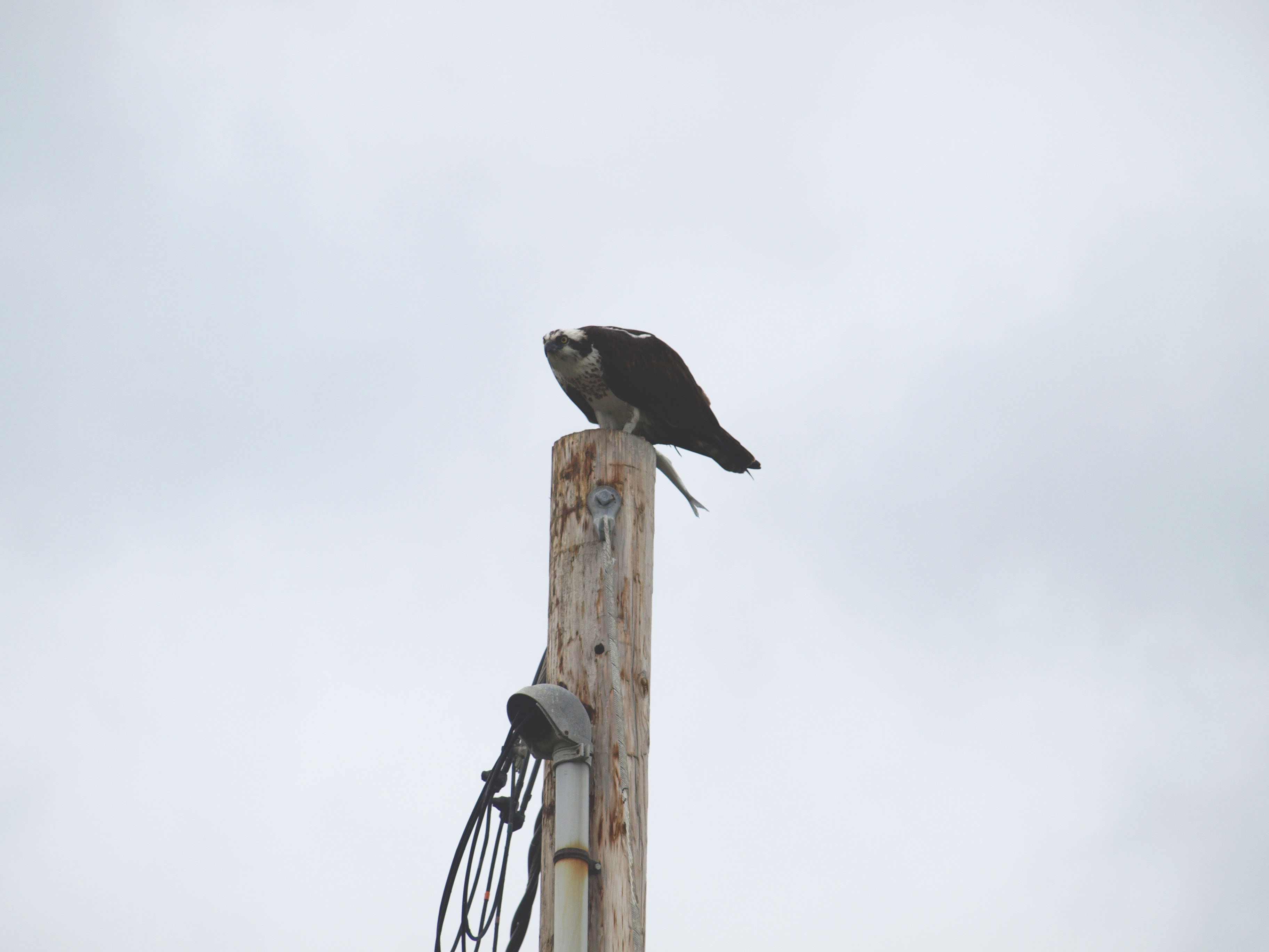 Osprey and fish Osprey and fish