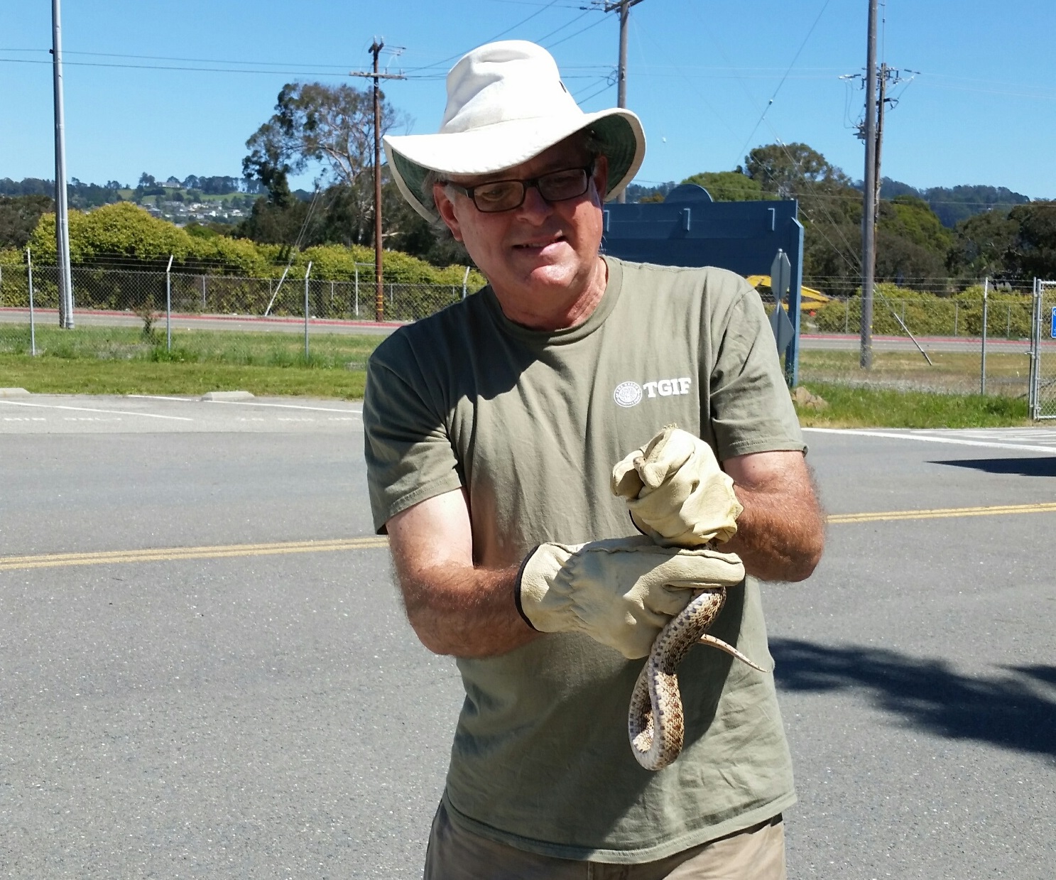 Gopher snake Gopher snake