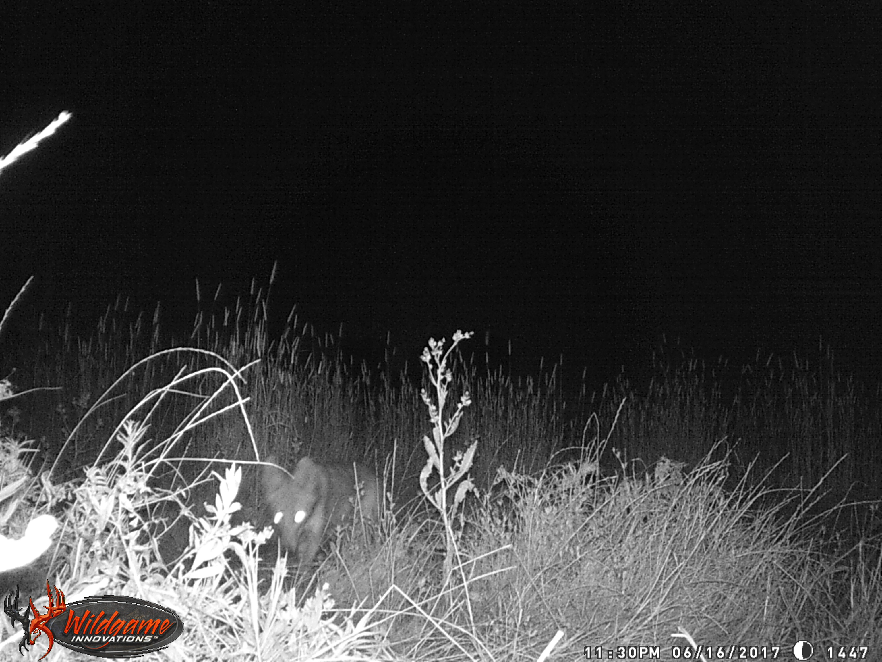 Coyote animal cam Coyote animal cam