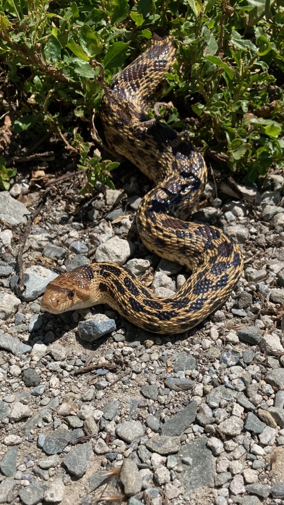 Gopher snake in pathway