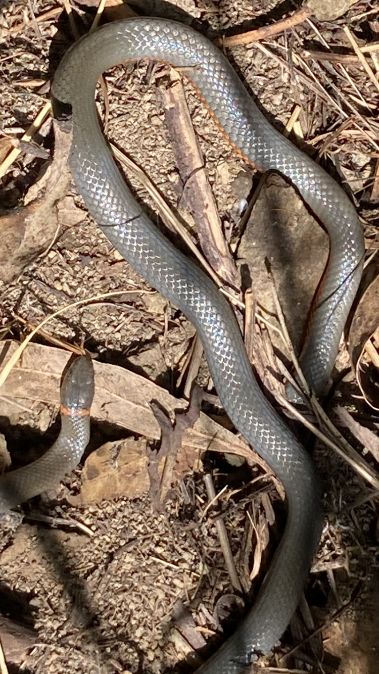 Ring neck snake in grass
