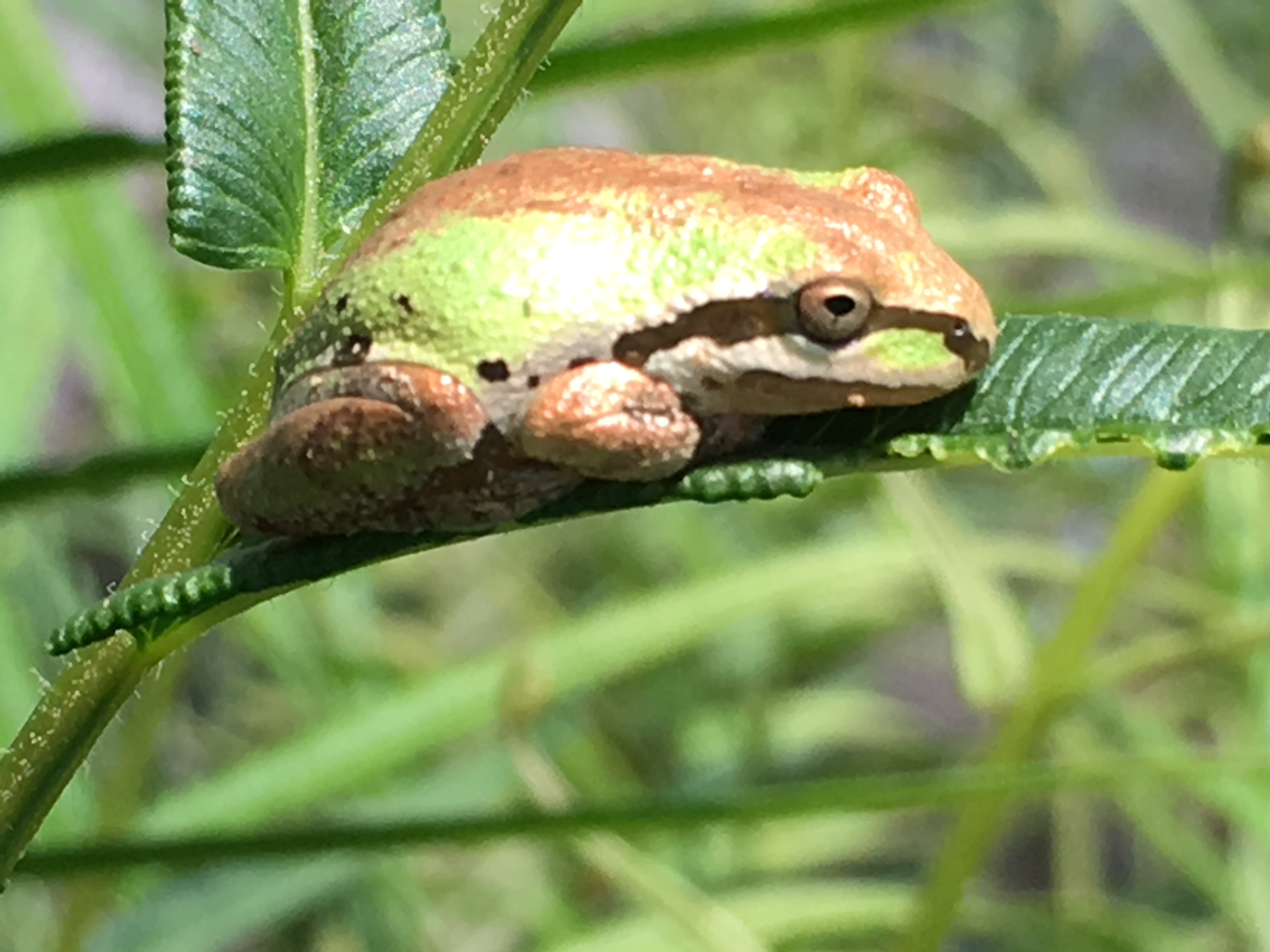 Pacific Chrous Frog