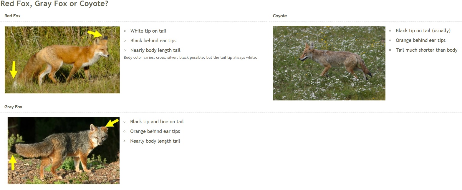 Red Fox, Gray Fox, or Coyote? Red Fox, Gray Fox, or Coyote?