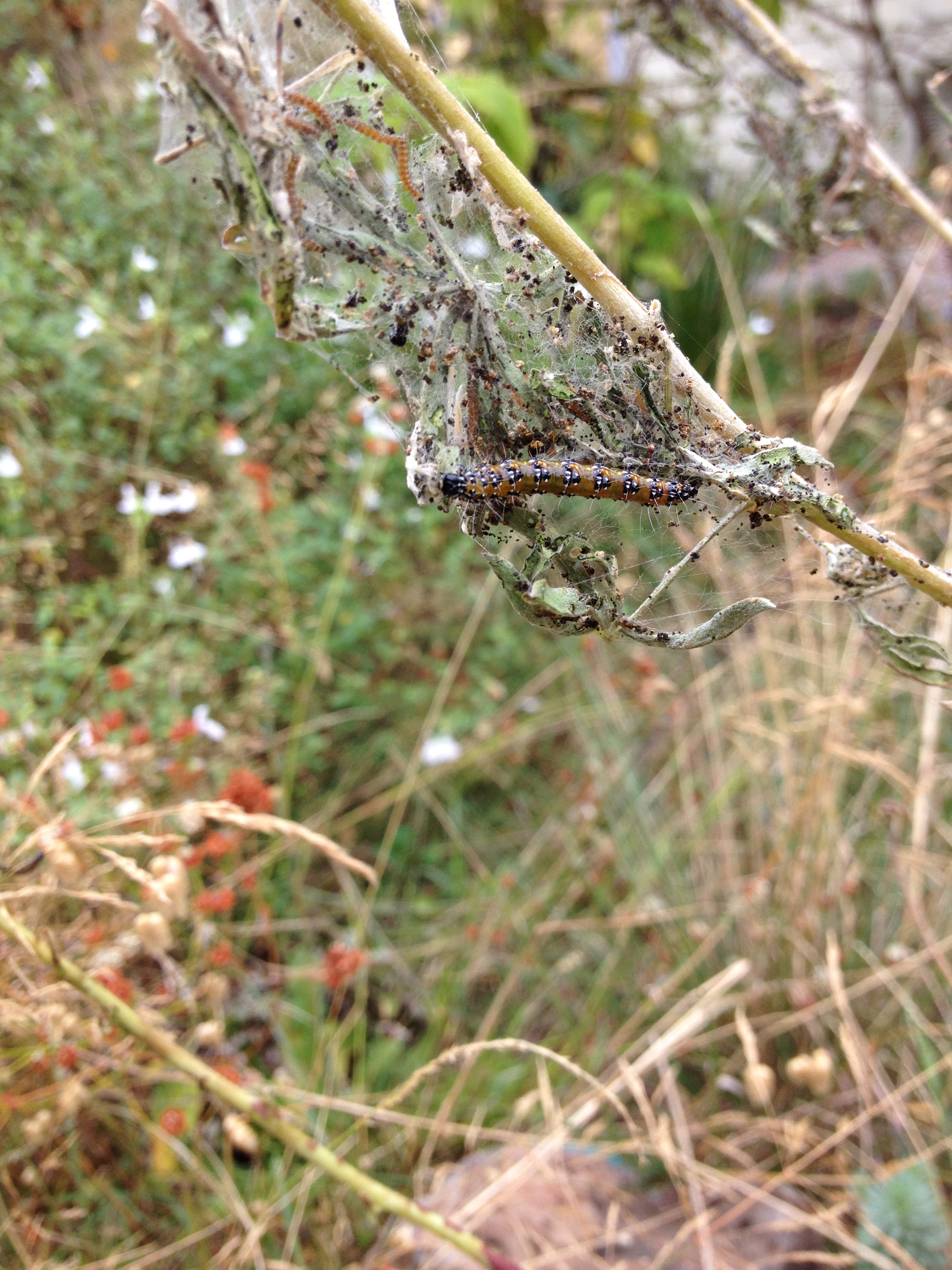 Genista Broom Moth ( Uresephita reversalis )