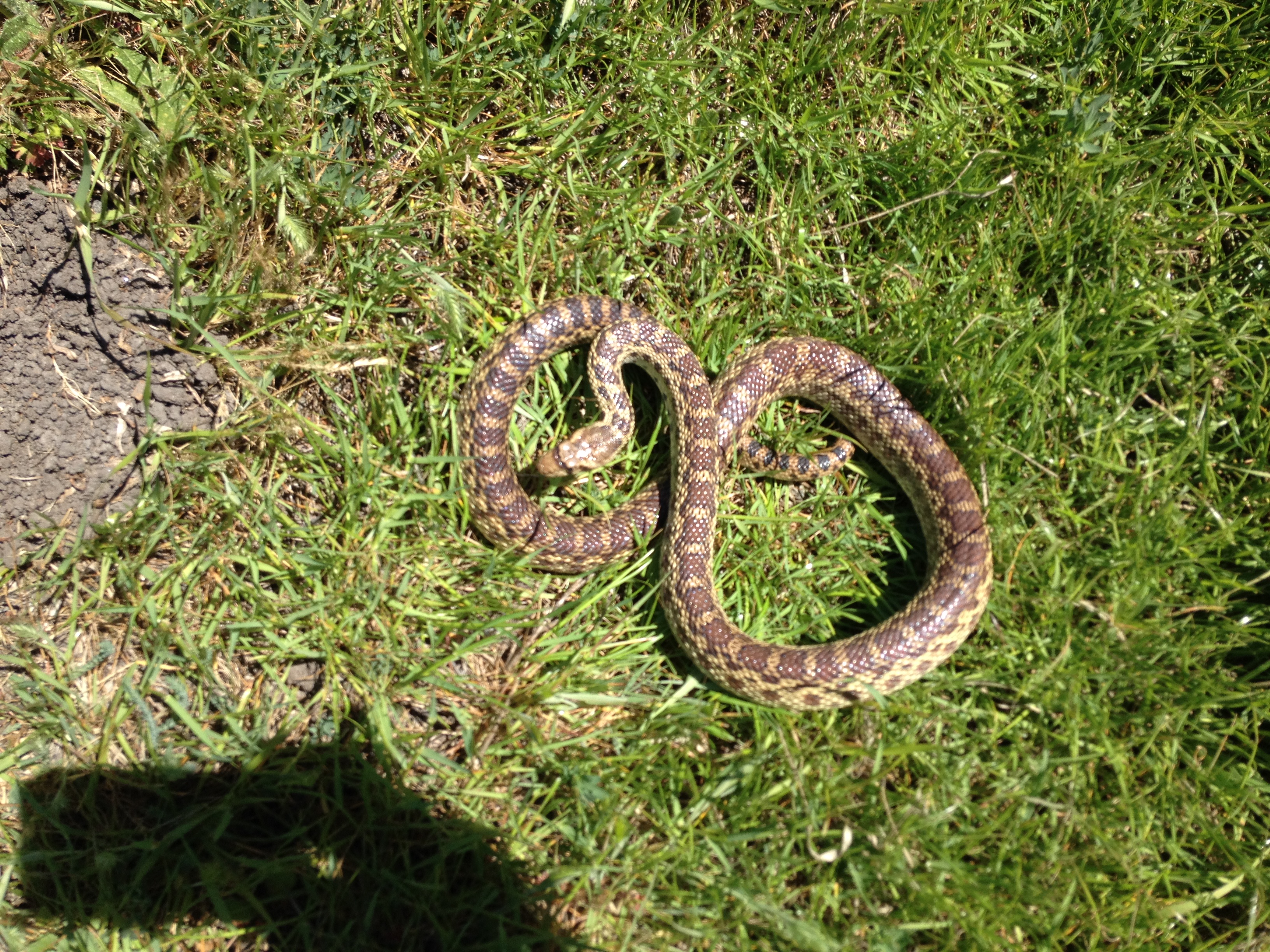 Gopher snake Gopher snake