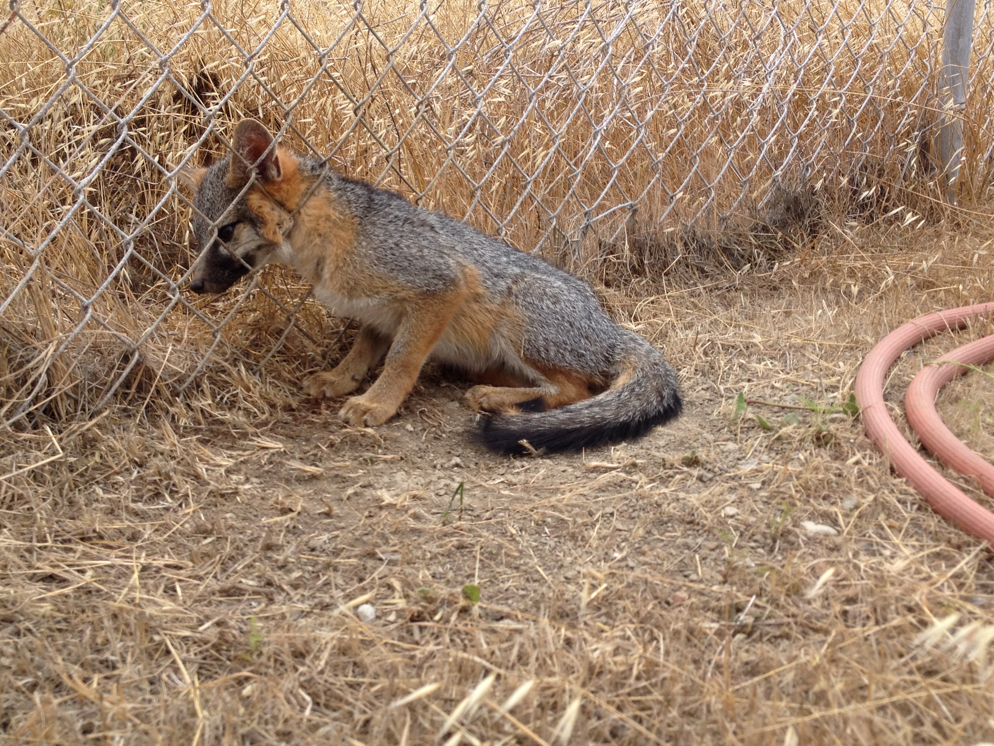 Gray fox - juvenile in trapped in fence