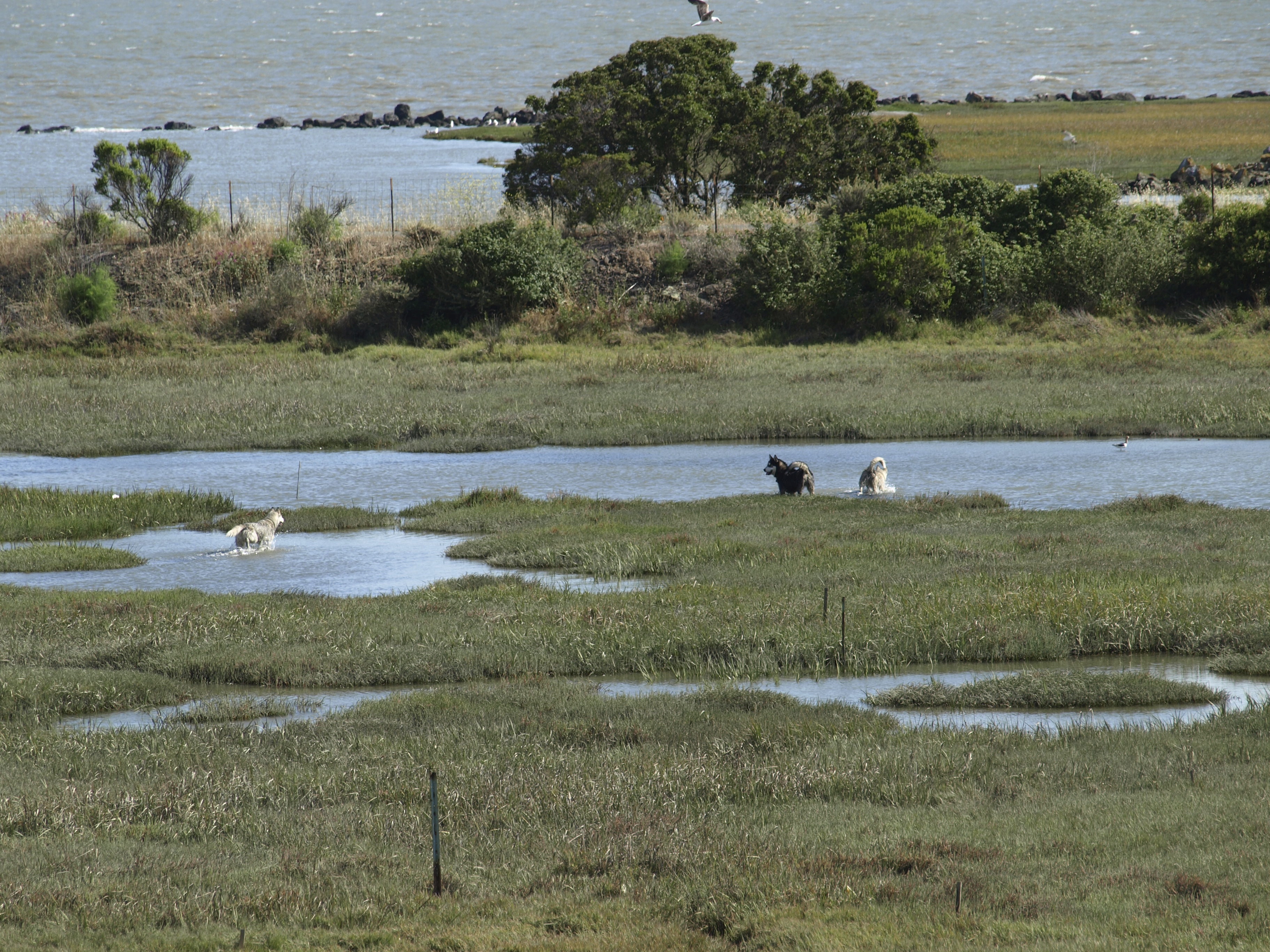 Dogs in Marsh