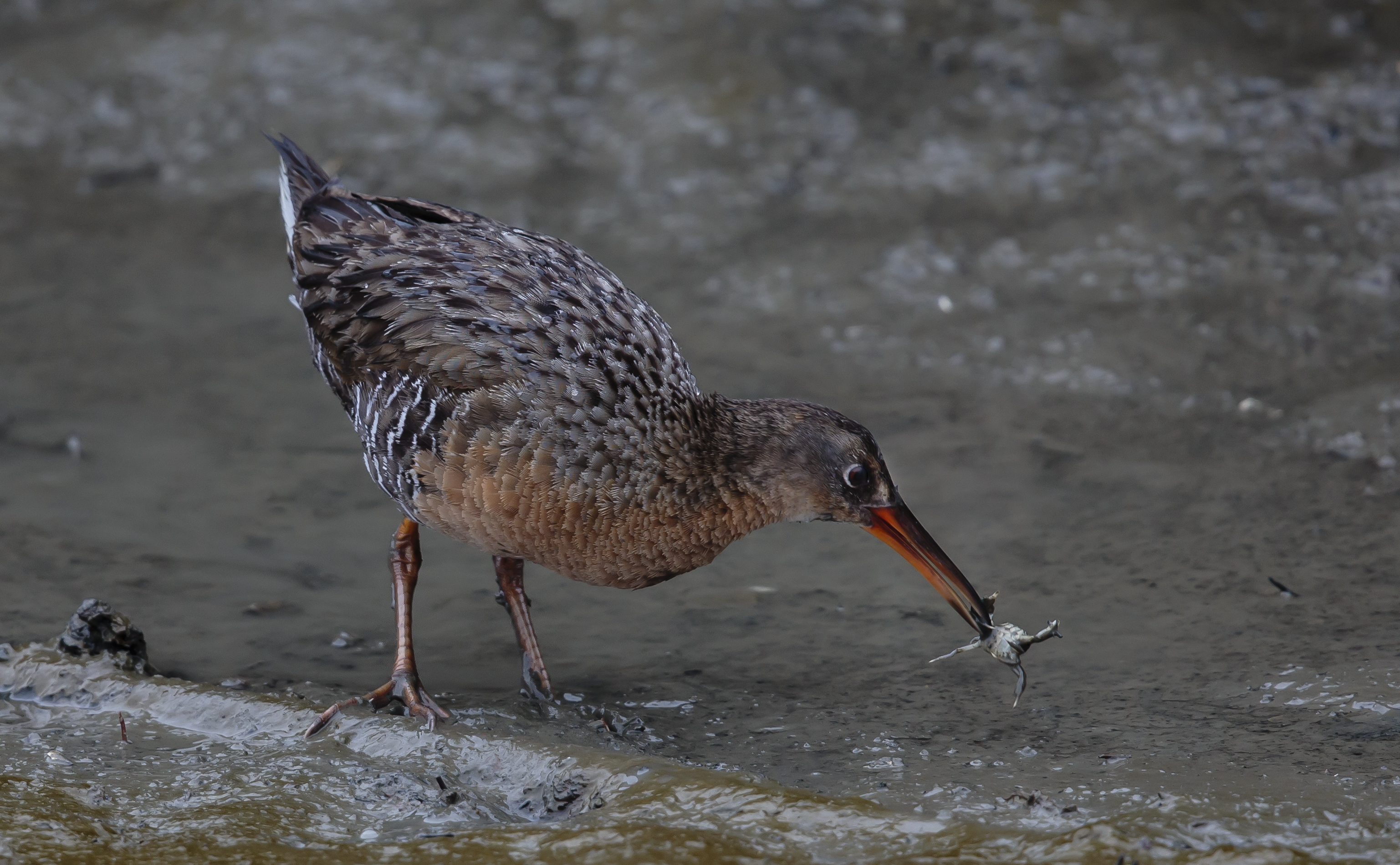 Ridgway's rail Baxter Creek Ridgway's rail Baxter Creek