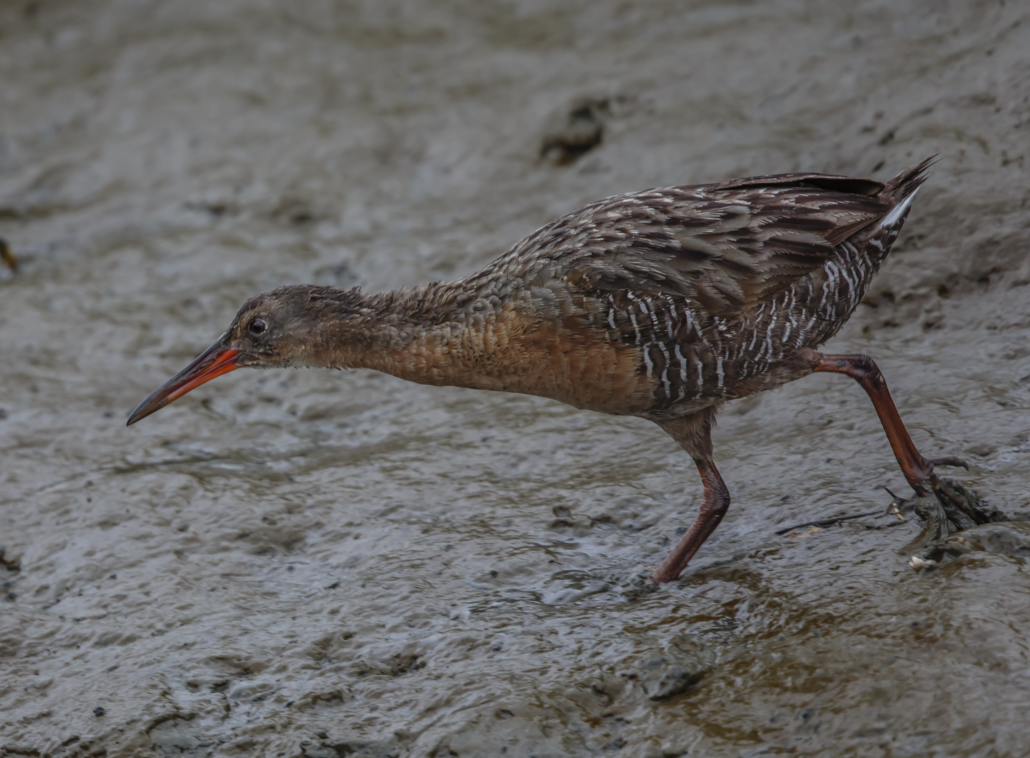 Ridgway's rail Baxter Creek Ridgway's rail Baxter Creek